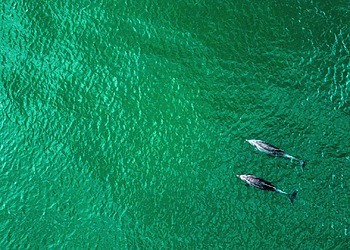 Orcas and Dolphins Observed Hunting Salmon Together