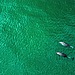 Orcas and Dolphins Observed Hunting Salmon Together