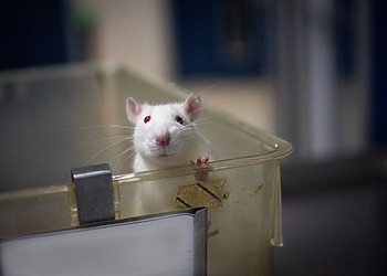 Sunset of the Lab Mouse Era