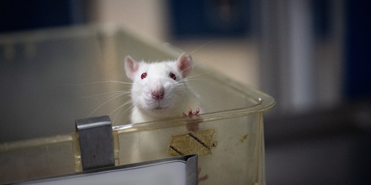A male rat bred for use in medical research looks out from the container he lives in at a breeding facility. Undisclosed location, Mexico, 2025. Photo Credit: Jo-Anne McArthur / Te Protejo / We Animals.