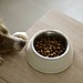 News regarding the environmental impact of dog food