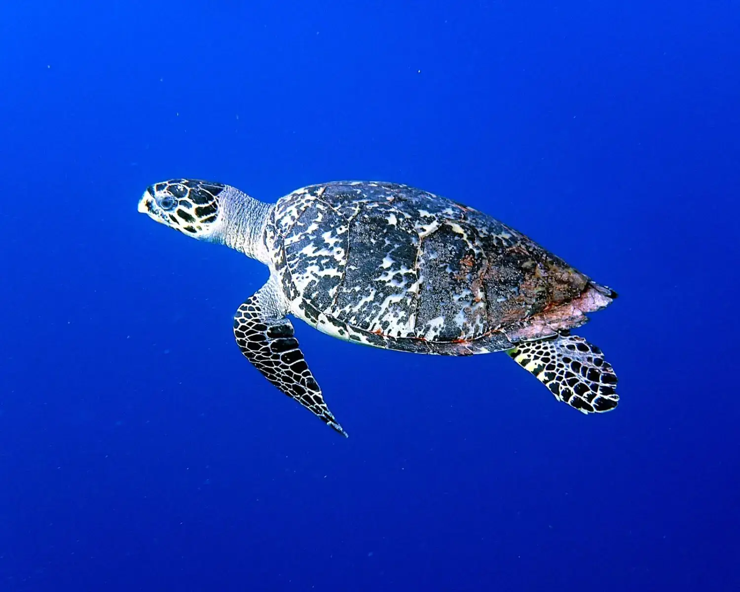 animals with legal rights