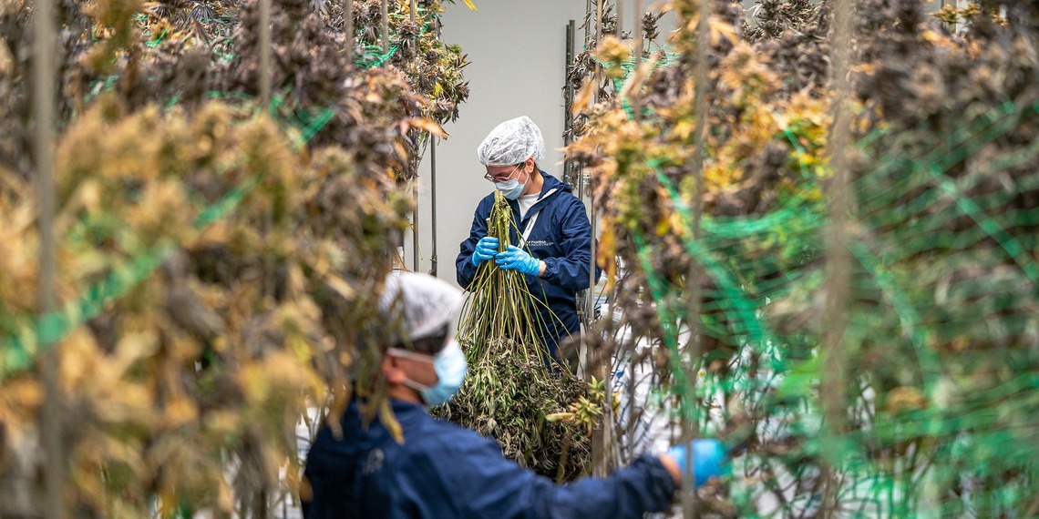 cannabis research
