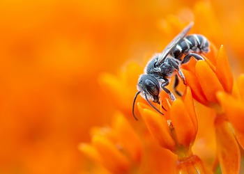 animals legal rights