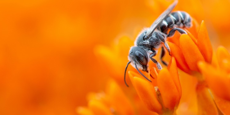 animals legal rights