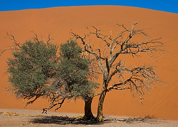 A lone tree stands in the Namibian desert, half of the tree is green, half is dead