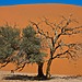 A lone tree stands in the Namibian desert, half of the tree is green, half is dead
