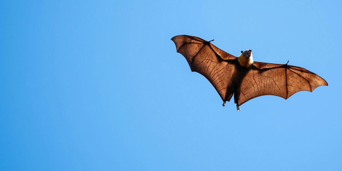News about grey-headed flying foxes dying due to heatwaves caused by climate change.
