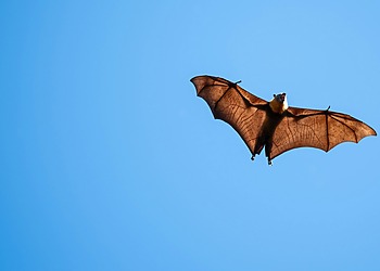 News about grey-headed flying foxes dying due to heatwaves caused by climate change.