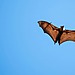 News about grey-headed flying foxes dying due to heatwaves caused by climate change.