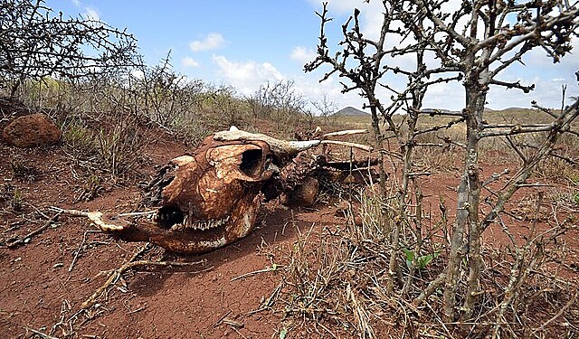 Northern Kenya drought and hunger crisis affecting pastoral communities