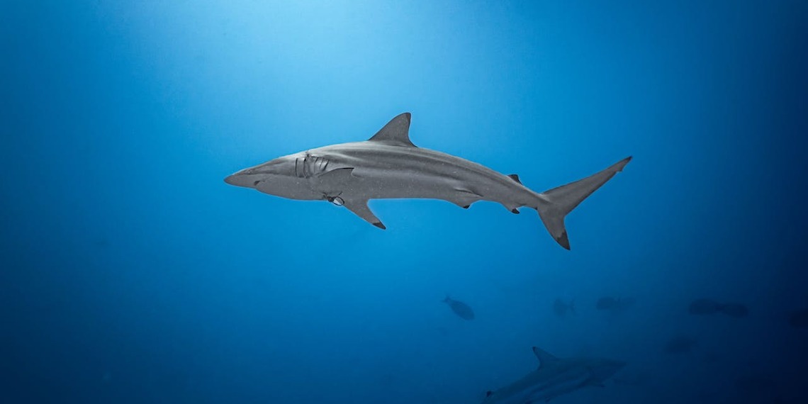 Bull sharks are spending extended periods in Sydney Harbour during warmer months.