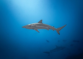 Can Human Behavior Explain the Recent Spike in Shark Attacks?