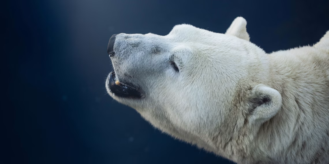 Scientists have found new data found regarding polar bears' gene adaptations.