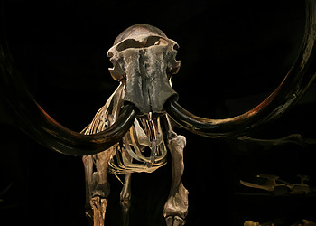 De-Extinction: Can Science Really Bring Species Back to Life?