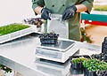 A B2B Ingredients Supplier handling microgreens.
