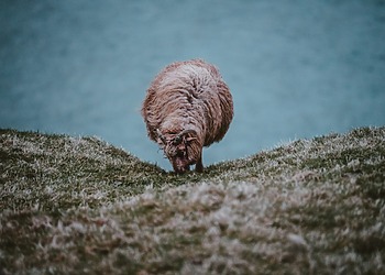 News regarding climate change potentially cutting land for cattle, sheep, and goat farming in half by 2100.
