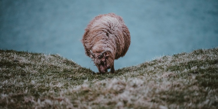 News regarding climate change potentially cutting land for cattle, sheep, and goat farming in half by 2100.