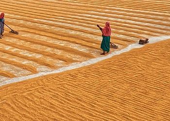 Closing the Gender Gap in Agrifood Systems Can Help Reduce Food Insecurity and Boost Global GDP