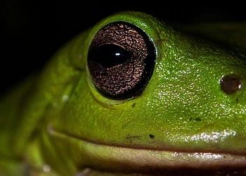 How Climate Change Is Altering Frogs’ Love Songs