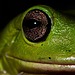 How Climate Change Is Altering Frogs’ Love Songs
