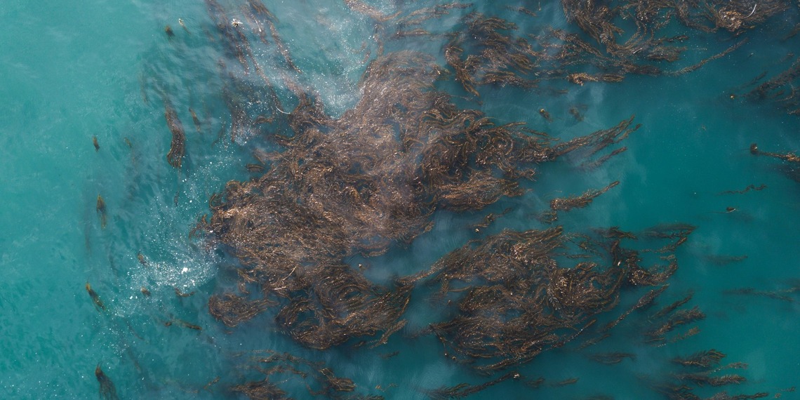 seaweed