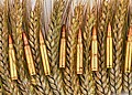 bullets and grain