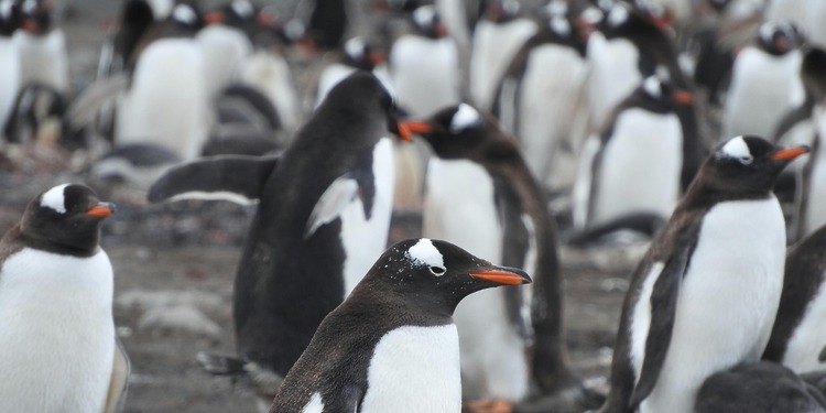 Penguins antarctica