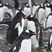 Penguins antarctica