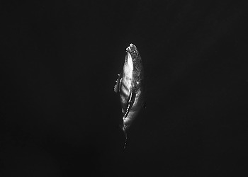 A Voyage to Know the Unknown in International Waters