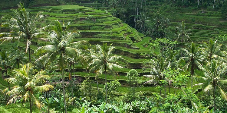 ESG news regarding Indonesia’s food supply, Singapore reducing electric usage, Brazil fast-tracking biodiesel, and EDF investing 240 million to boost France’s electrification