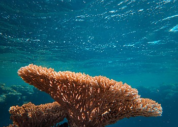 ESG news regarding Brazil’s coral reef decline linked to climate change and human activity, Italy extending fuel tax cuts to ease rising energy costs, Naturgy reporting higher profits amid elevated energy prices, and Chinese solar manufacturers facing continued losses despite growing overseas demand.