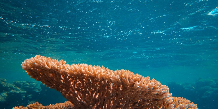ESG news regarding Brazil’s coral reef decline linked to climate change and human activity, Italy extending fuel tax cuts to ease rising energy costs, Naturgy reporting higher profits amid elevated energy prices, and Chinese solar manufacturers facing continued losses despite growing overseas demand.