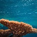 ESG news regarding Brazil’s coral reef decline linked to climate change and human activity, Italy extending fuel tax cuts to ease rising energy costs, Naturgy reporting higher profits amid elevated energy prices, and Chinese solar manufacturers facing continued losses despite growing overseas demand.