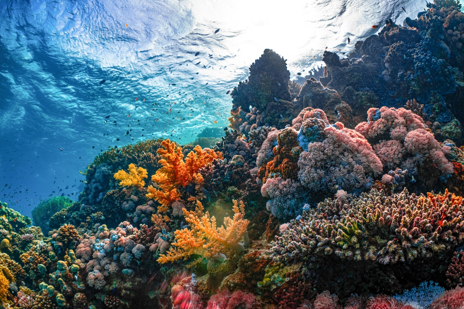 a coral reef of Saudi Arabia