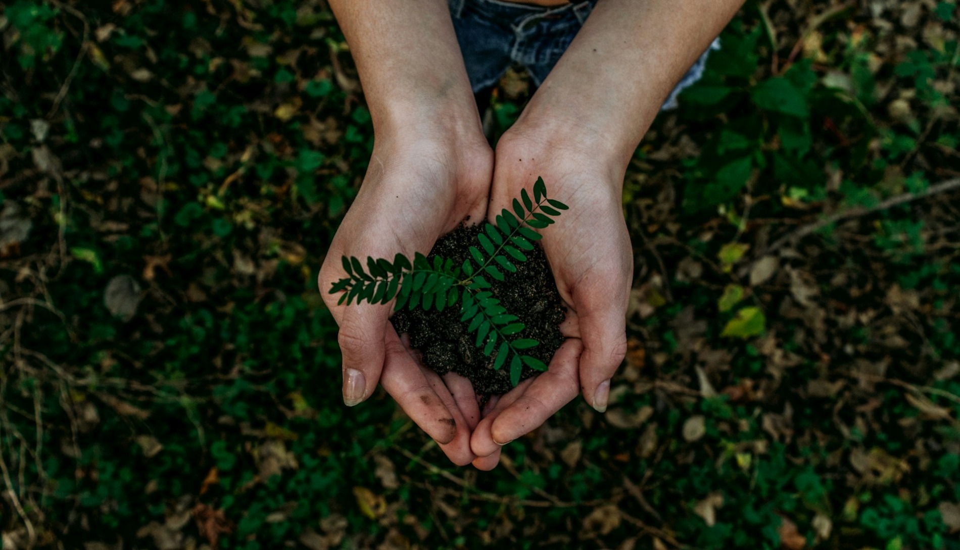 hands holding a plant over earth for planting