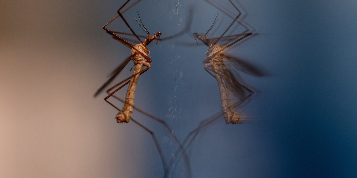 A mosquito standing on top of a spider web.