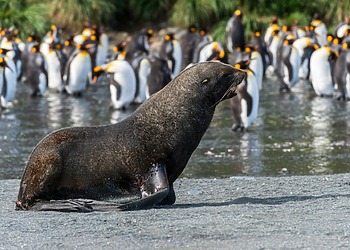 Climate Change Pushes Emperor Penguins and Antarctic Fur Seals Closer to Extinction