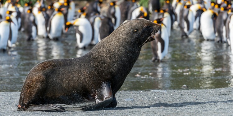 Penguin and seal populations are threatened by climate change
