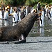 Climate Change Pushes Emperor Penguins and Antarctic Fur Seals Closer to Extinction