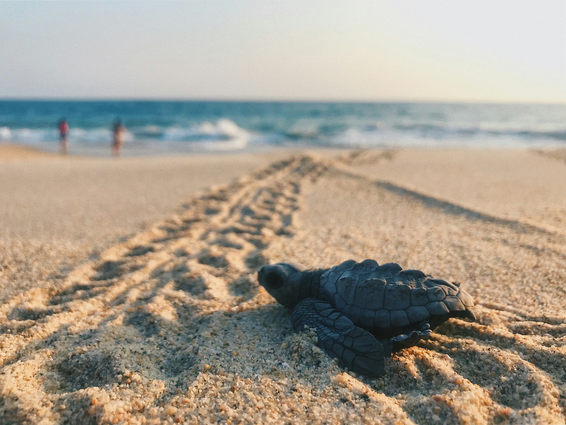 Baby turtle in the sand
