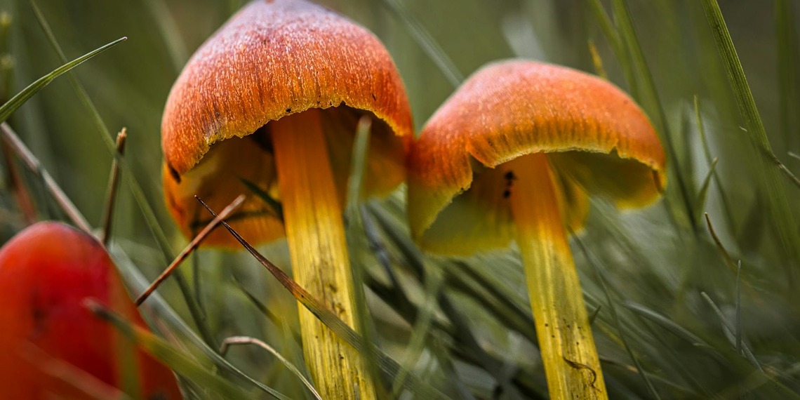 Two orange and yellow mushrooms surrounded by grass