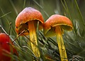 Two orange and yellow mushrooms surrounded by grass
