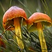 Two orange and yellow mushrooms surrounded by grass