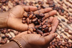 ESG news regarding New Zealand’s Climate Litigation Reform, Indonesia’s reforestation goals, Meta granting WhatsApp access to rival AI chatbots, and traceability concerns in the Ivory Coast cocoa