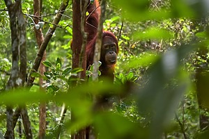 ESG news regarding New Zealand’s Climate Litigation Reform, Indonesia’s reforestation goals, Meta granting WhatsApp access to rival AI chatbots, and traceability concerns in the Ivory Coast cocoa