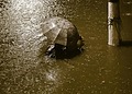 How Climate Disasters Are Undermining Democracy Worldwide