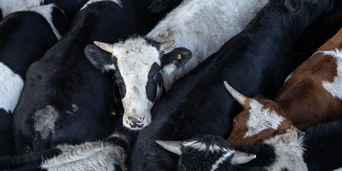 A young bovine curiously looks up from a holding pen tightly packed with cattle at a live cattle auction.