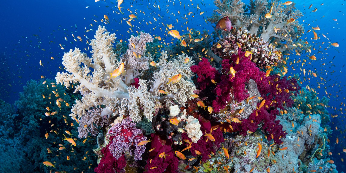 Coral reef in Marsa Alam, Egypt