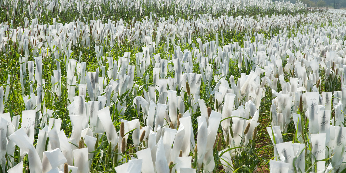 Pearl millet seed production